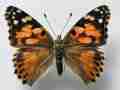 Vanessa cardui (ab2) Internet Image property of respective owner, non-commercial use only